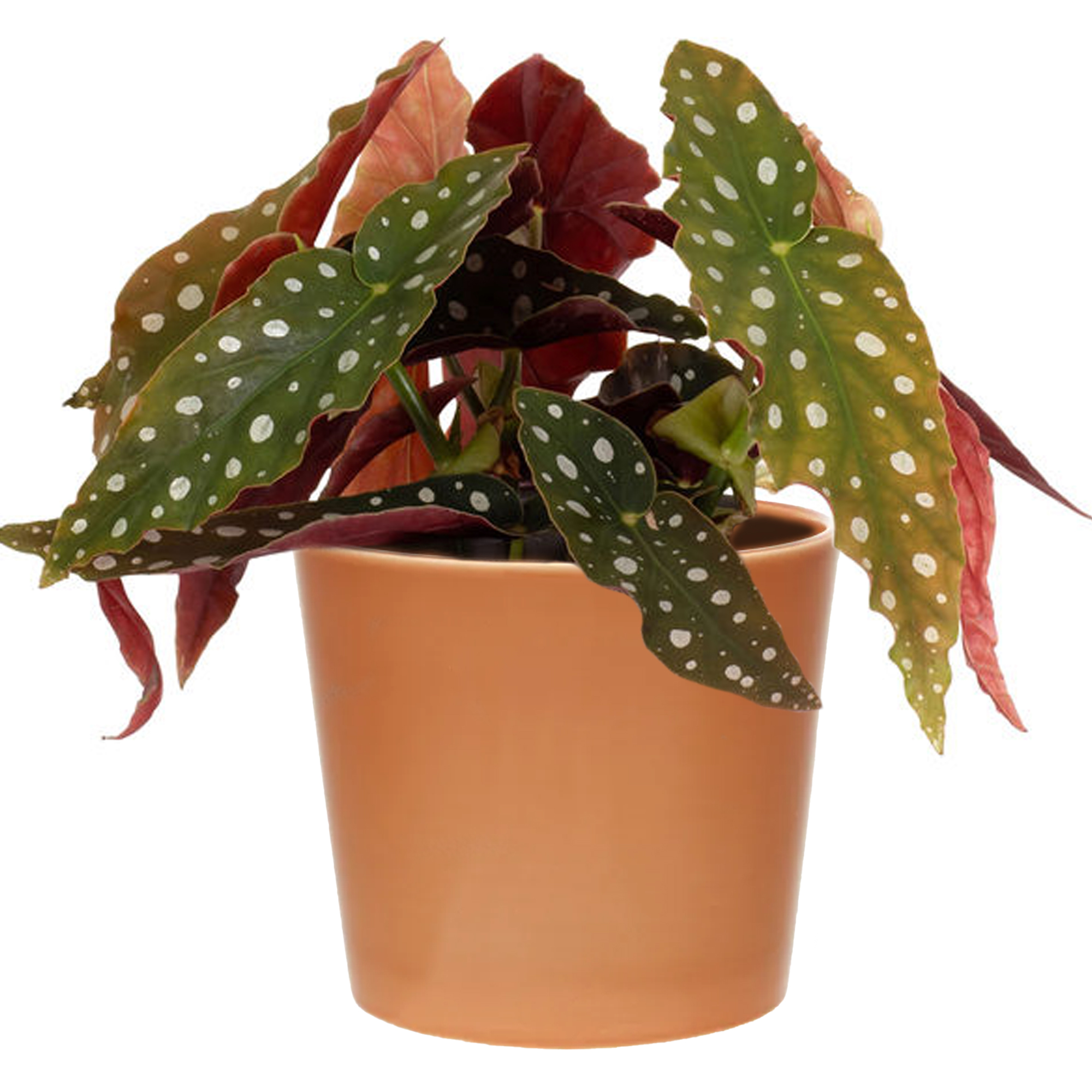 Begonia Maculata For Sale